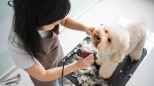 How Regular Dog Cleaning Helps Prevent Skin Issues in Bangalore's Climate