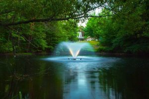 Simple Steps to Make Your Outdoor Pond More Beautiful and Alive