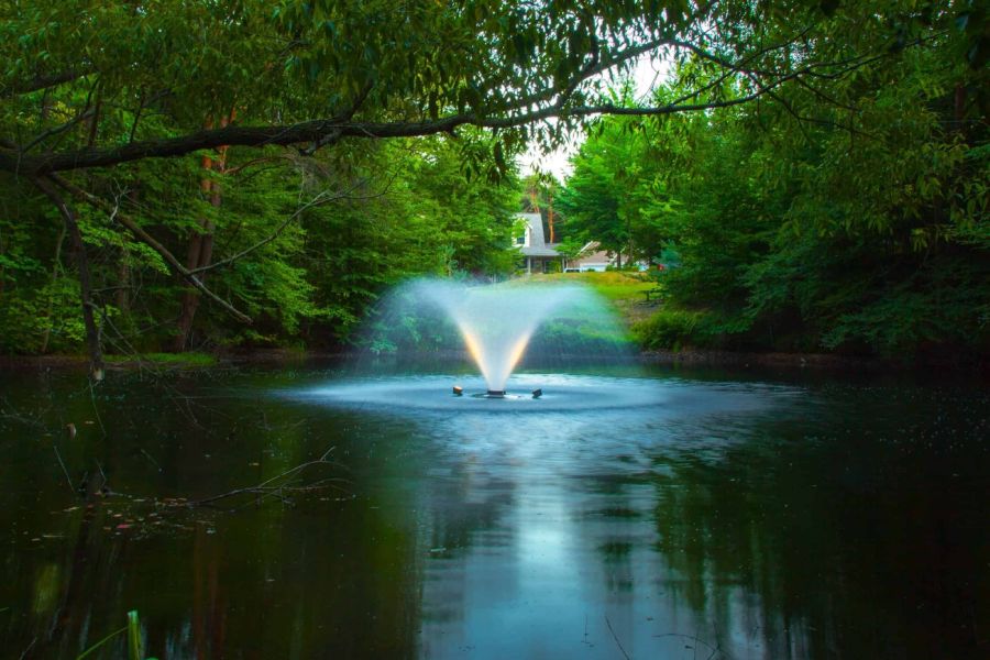 Simple Steps to Make Your Outdoor Pond More Beautiful and Alive